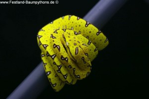 Morelia azurea pulcher, Festland Typus, Lokalität, Sorong, Grüner Baumpython, Chondropython
