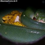 Hatch, Zucht, Morelia viridis, azurea, Sorong, utaraensis, Grüner Baumpython, Chondropython viridis, Festland Baumpythons, Typus, Michèl Kroneis
