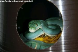 Schlupf, Zucht, Morelia viridis, azurea, Sorong, utaraensis, Grüner Baumpython, Chondropython viridis, Festland Baumpythons, Typus, Michèl Kroneis