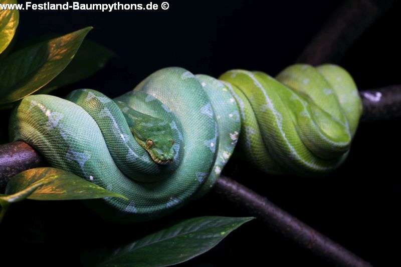 Morelia azurea pulcher, Festland Typus, Lokalität, Sorong, Grüner Baumpython, Chondropython Morelia azurea pulcher, Festland Typus, Lokalität, Sorong, Grüner Baumpython, Chondropython
