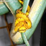 Naturbrut, Zucht, Morelia viridis, azurea, Sorong, utaraensis, Grüner Baumpython, Chondropython viridis, Festland Baumpythons, Typus, Michèl Kroneis