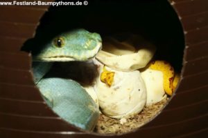 Schlupf, Zucht, Morelia viridis, azurea, Sorong, utaraensis, Grüner Baumpython, Chondropython viridis, Festland Baumpythons, Typus, Michèl Kroneis