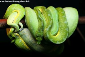 Morelia viridis