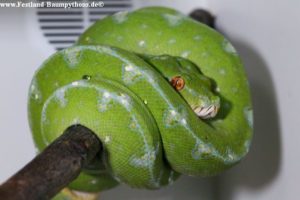 Morelia azurea utaraensis, Festland Typus, Lokalität, Cyclops Mountains, Grüner Baumpython, Chondropython