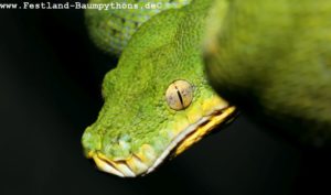 Taxonomie, Morelia viridis, azurea, Sorong, utaraensis, Grüner Baumpython, Chondropython viridis, Festland Baumpythons, Typus, Michèl Kroneis