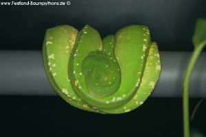 Morelia viridis, Festland Typus, Lokalität, Sorong, Grüner Baumpython, Chondropython