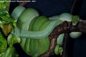 1.1 Morelia a. utaraensis pairing