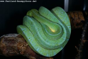 Morelia azurea utaraensis