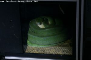 Morelia a. utaraensis