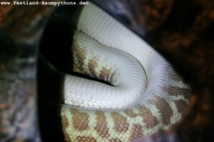 0.1 Antaresia s. stimsoni
