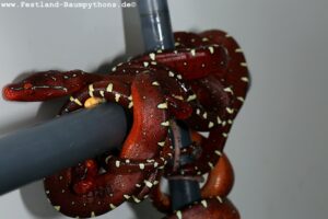 Morelia a. utaraensis red neos F3