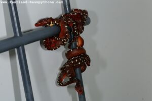 Morelia a. utaraensis red neos F3