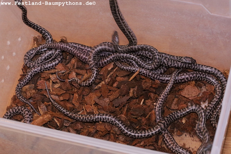 Antaresia s. stimsoni neos